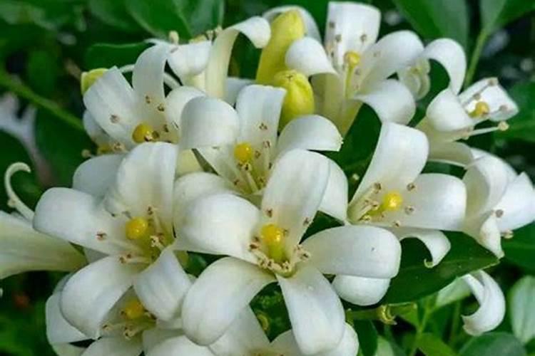 七里香花的养殖方法和注意事项