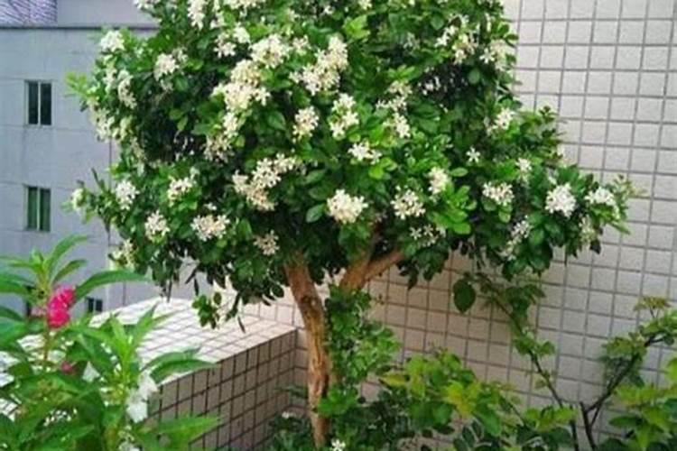 七里香怎么养才开花