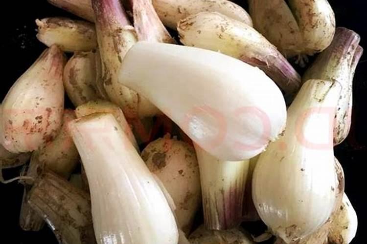 荞头种植方法和时间