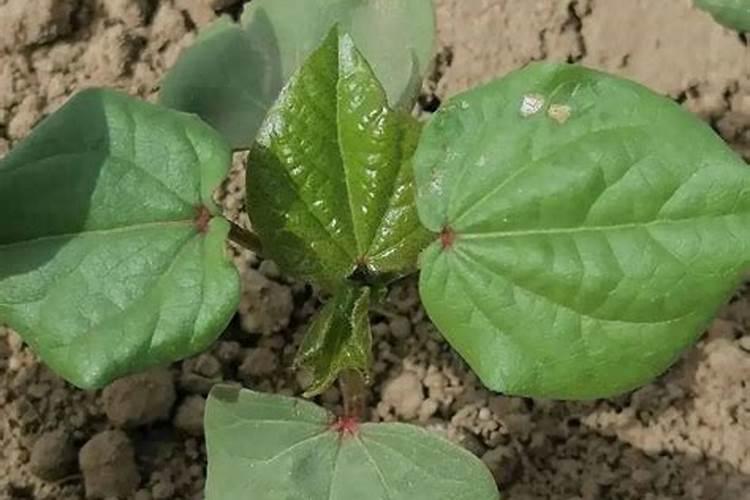 棉花的种植方法