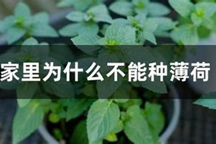 氮磷钾复合肥使用方法