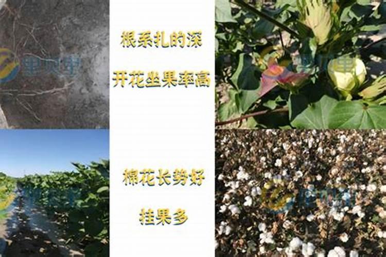 水溶性磷和有效磷的区别