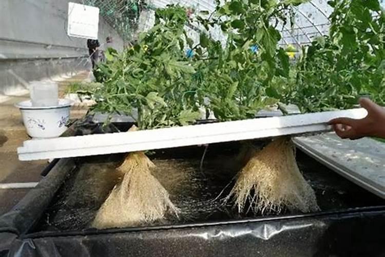 水溶肥使用技巧