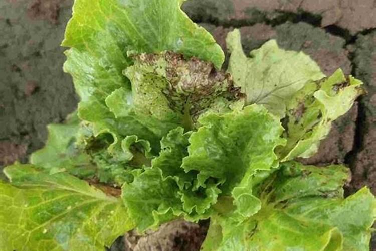 钙镁磷肥有什么作用？钙镁磷肥使用方法和注意事项