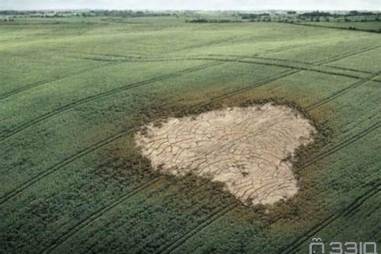 庄稼出现成片歪斜用什么肥料 是什么原因导致的