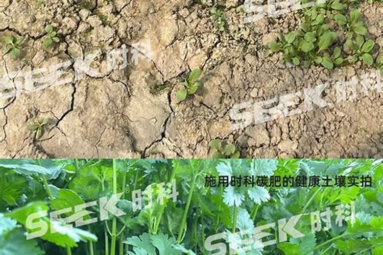 蓝莓什么时候施肥合适