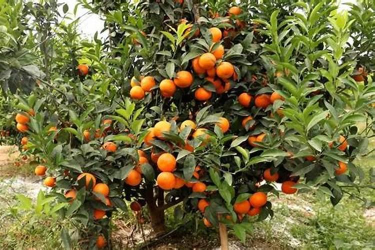 沃柑全年施肥时间表