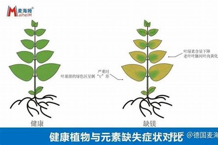中量元素篇:各种元素的生理作用以及元素缺乏症状表现