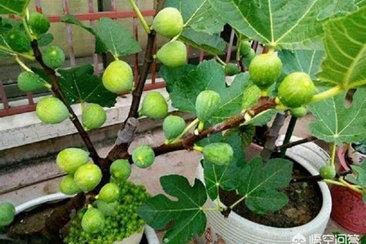 无花果结果期间施什么肥