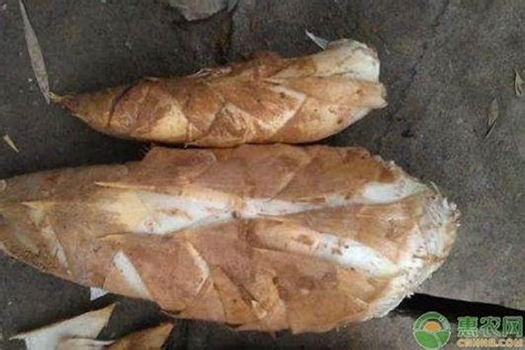 怎样根据竹笋需肥特点进行施肥？