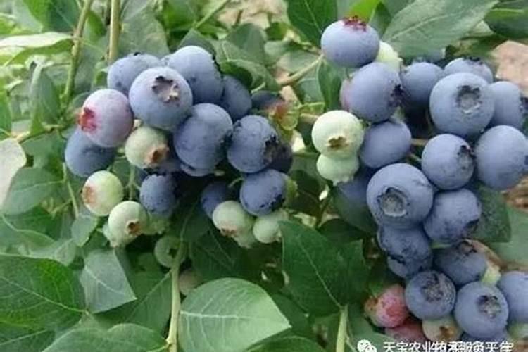 蓝莓施什么肥好？