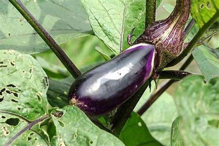 茄子幼苗期施什么肥好