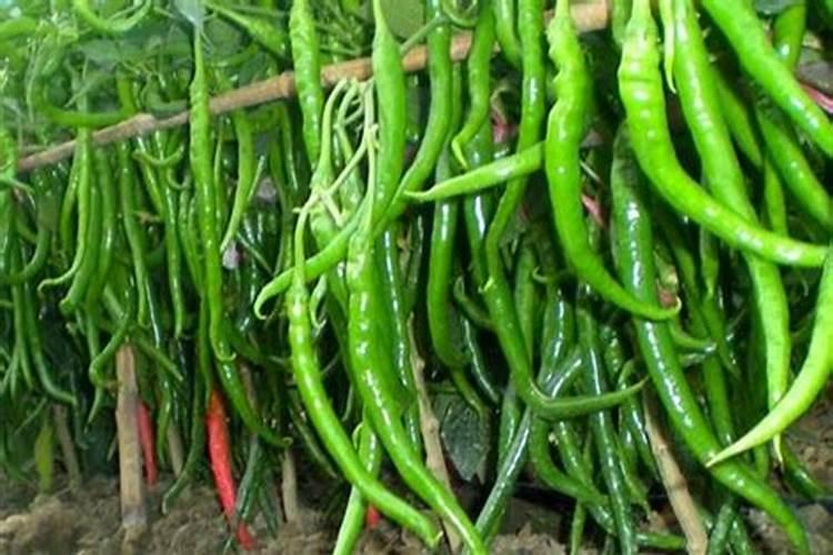 辣椒追什么肥最好,多久追一次