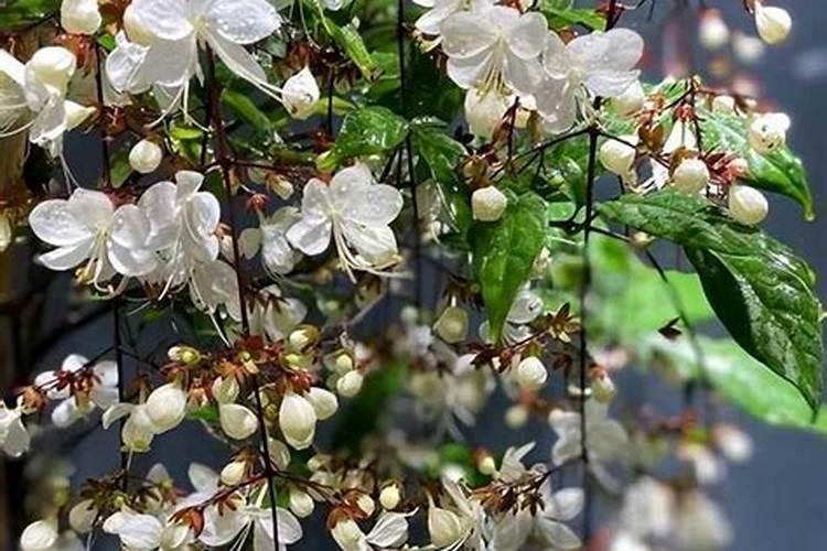 垂丝茉莉的养殖方法和注意事项