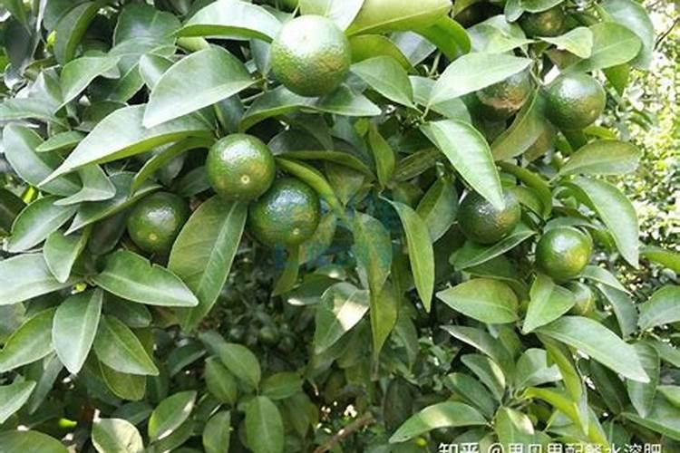 柑橘用什么水溶肥产量高？柑橘膨果用什么叶面肥效果好？