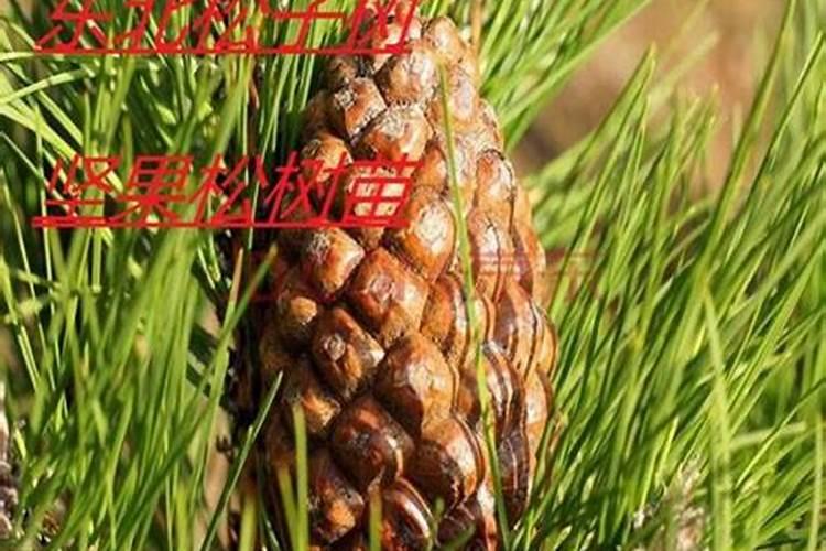 给红松大树追什么化肥好？