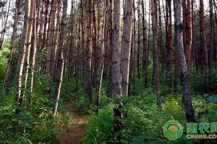 怎样让红松塔丰收起来