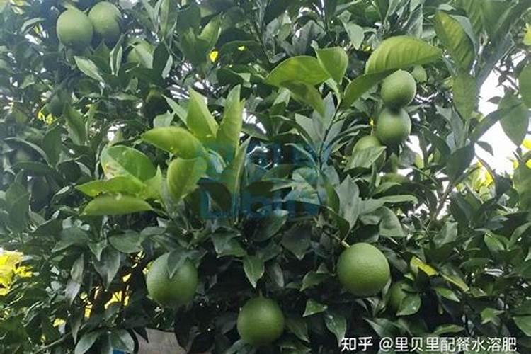 两年脐橙树怎样施肥？和管理 。请求大师