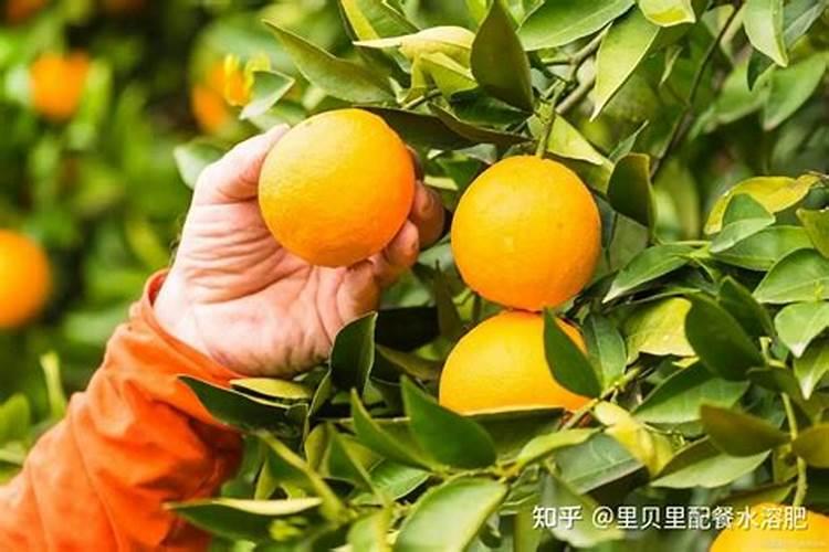 种下去两年的脐橙树,一年可以施肥几次？？？