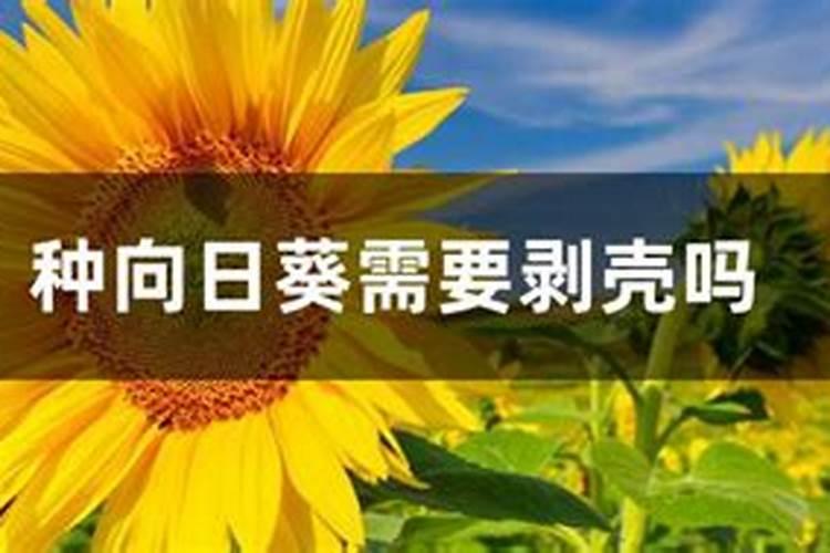 有人说向日葵耐瘠薄可以不施肥,这种说法正确吗？