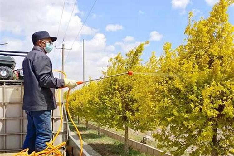 营养不良的金钱树怎么办？【有图】