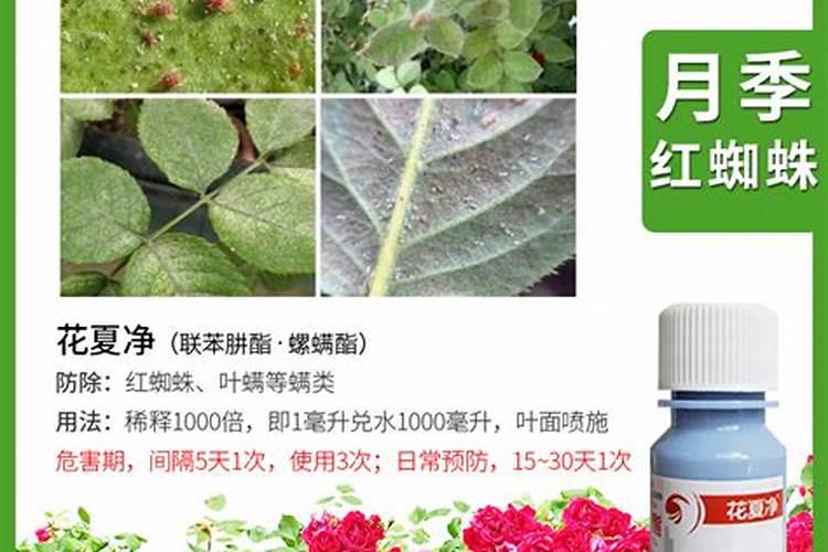 月季花被误打了除草剂怎么办？