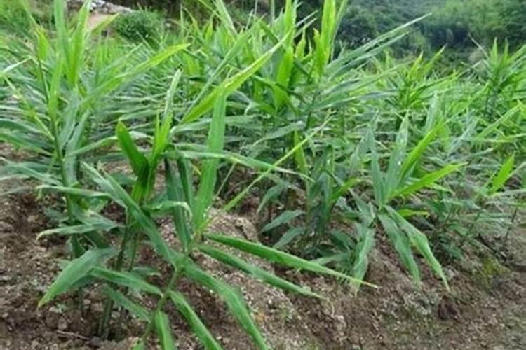 豌豆什么时候浇水好 给豌豆浇水的注意事项