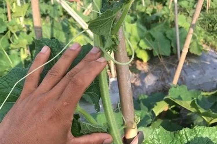 尿素可以浇月季花吗