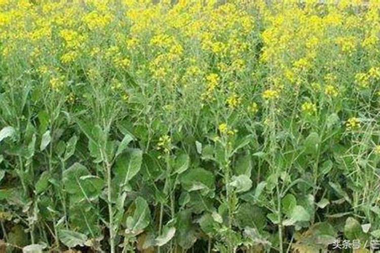 油菜追肥能用硫酸钾复合肥吗？