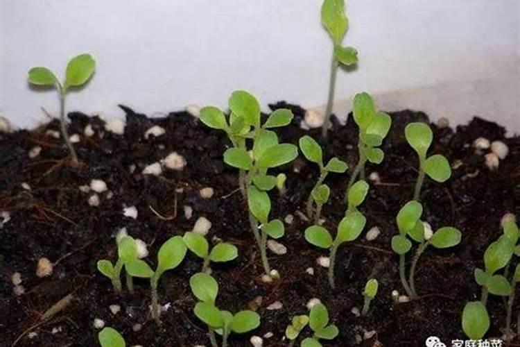 怎样自制磷钾肥 盘点5种家庭自制磷钾肥的方法