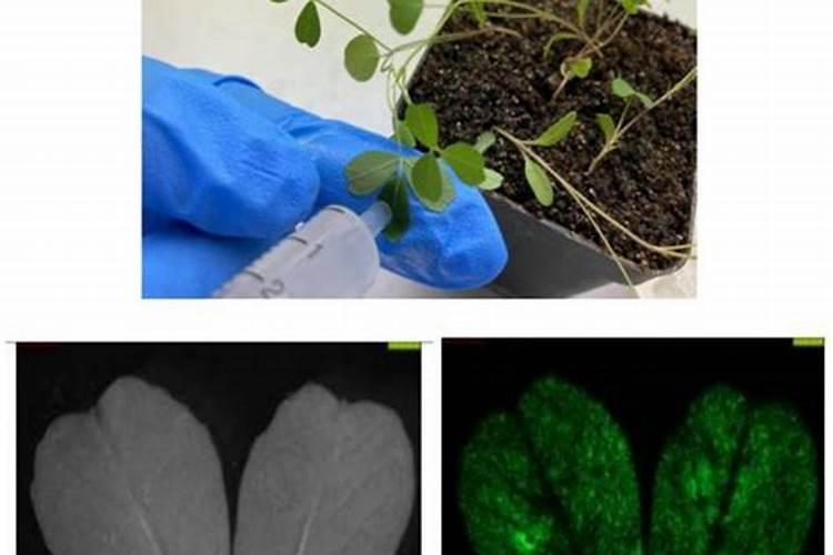 红糖叶面肥的配方