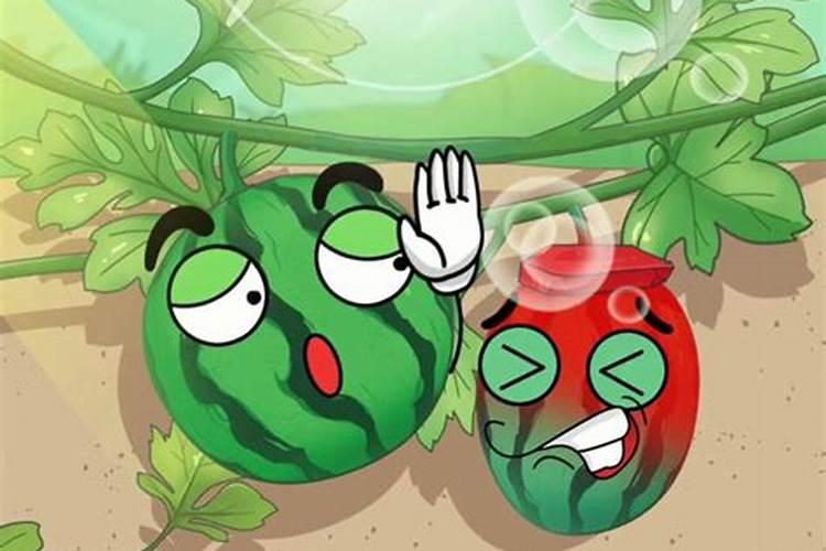 西瓜喜钾还是钾肥