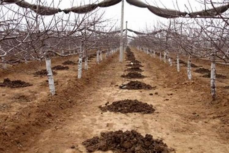 李子怎么施肥长得快？李子施什么肥增甜上传靓果？