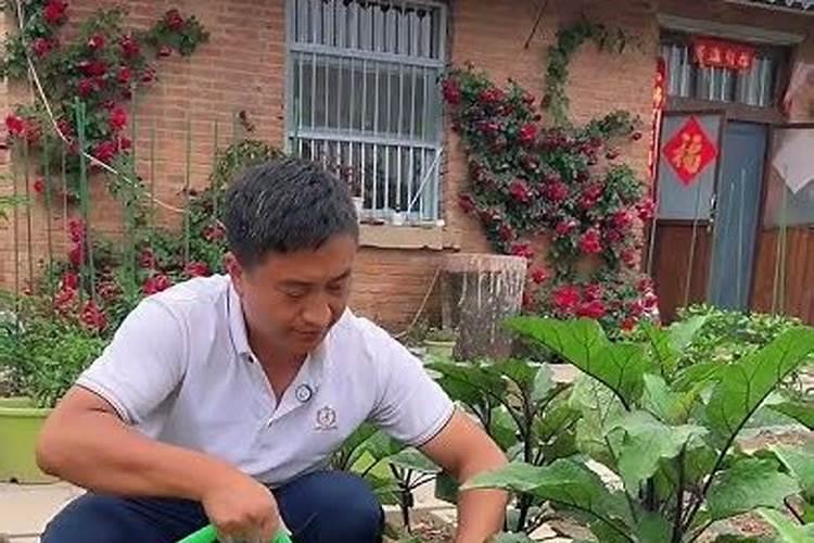 月季花底肥放什么肥好