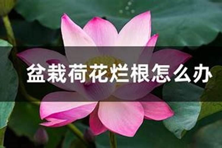 海澡肥主要养分是什么