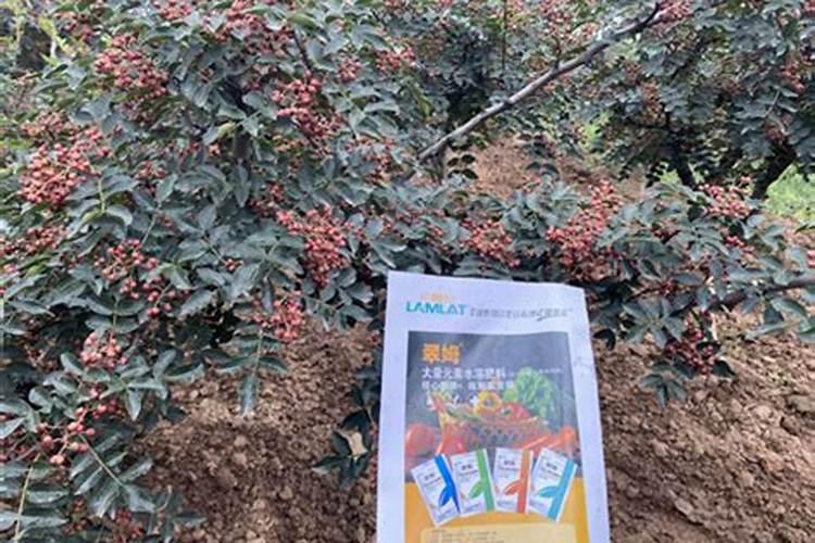 玉米金大棒叶面肥多少钱一瓶