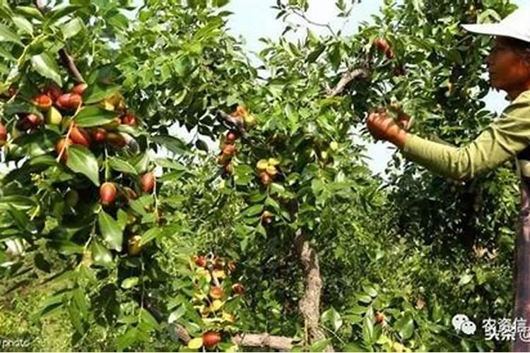 内蒙古产尿素和硝酸磷钾混用可不可以隔几天浇水？