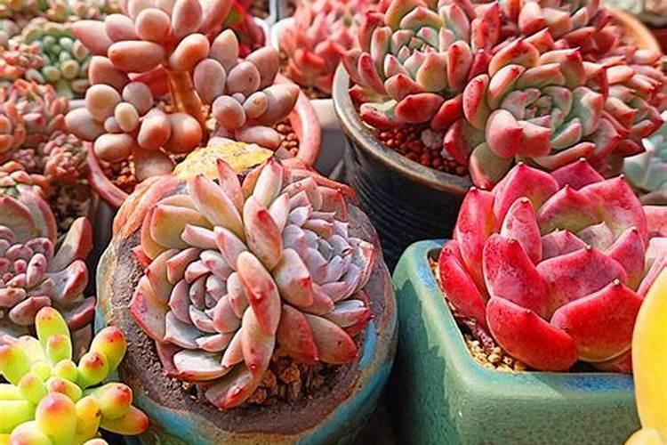 多肉怎么养的又肥又胖