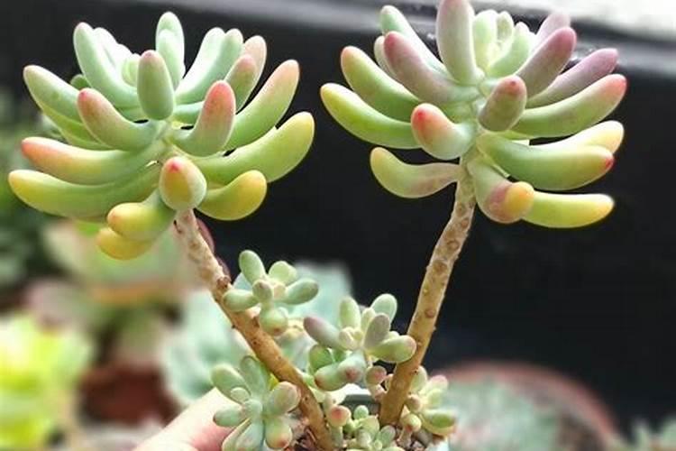 多肉植物怎么养才养得又大又肥