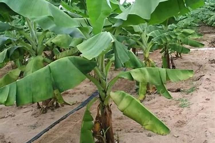 玫瑰花用什么肥料最好