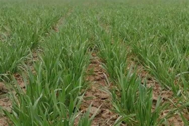 帮我看看这个肥料适合玫瑰不