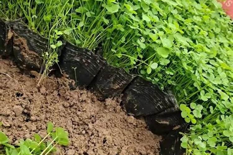 秋葵移栽后几天施肥 施什么肥料效果好