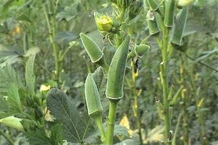 秋葵移栽后几天施肥施什么肥料效果好