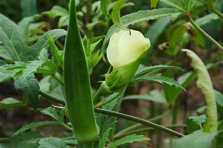 秋葵在什么时候施肥秋葵移植后施什么肥好