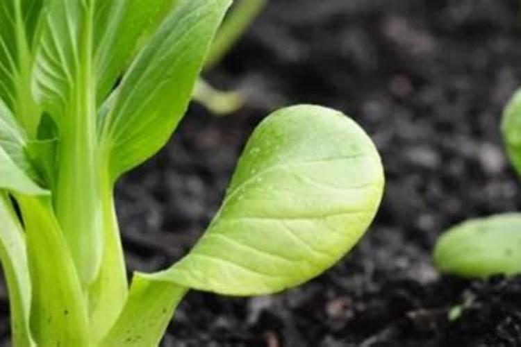 #经验分享官#小青菜种植施肥方法和时间