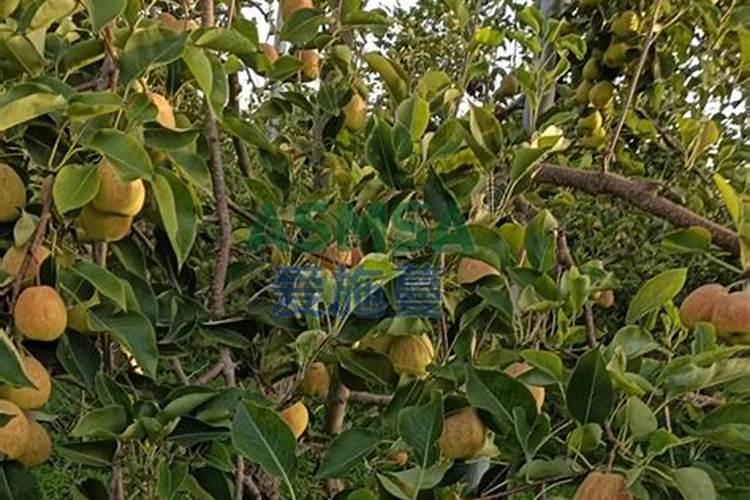 真菌是植物吗 不属于植物界的原因