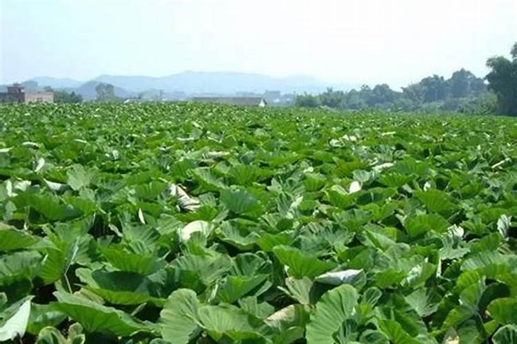 芋头多追施磷肥有害处吗