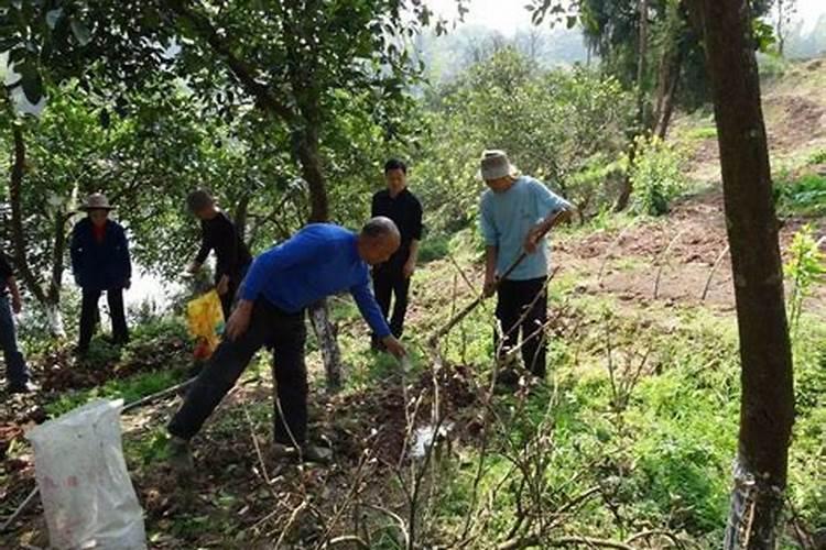 泰国青柚的种植技术
