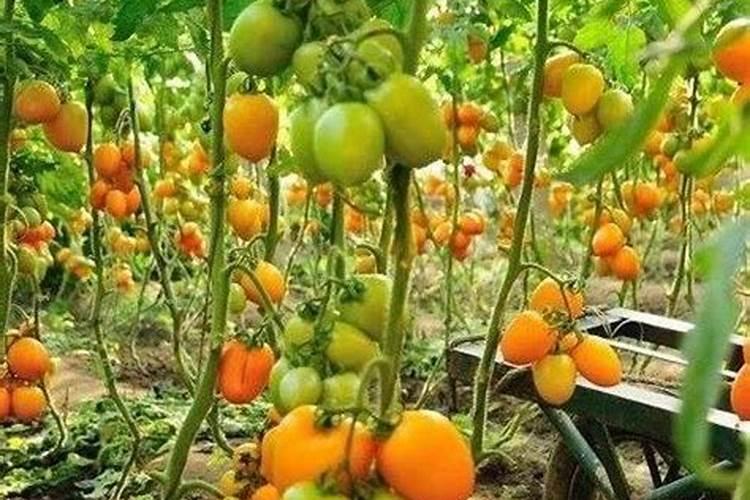 果树打芸苔素能增甜吗为什么