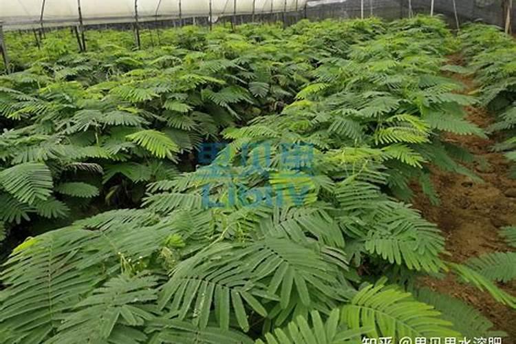 南瓜如何施基肥和追肥？